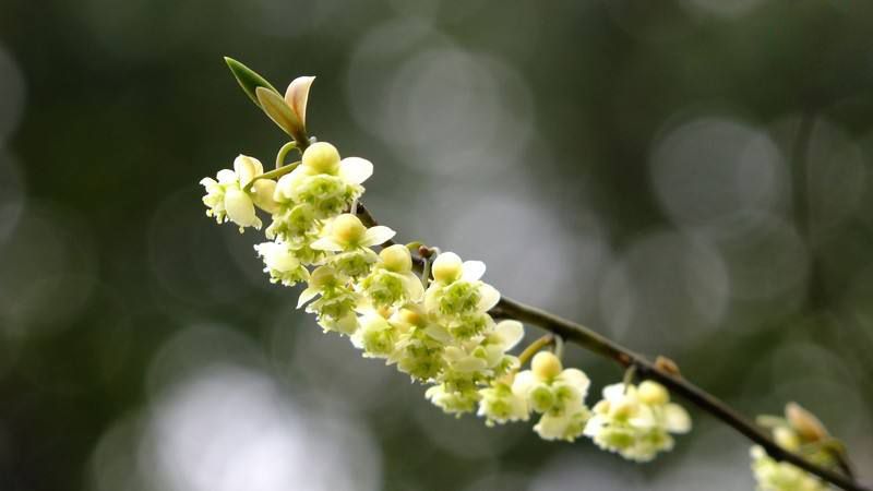 山胡椒|风寒|冷痛_新浪新闻