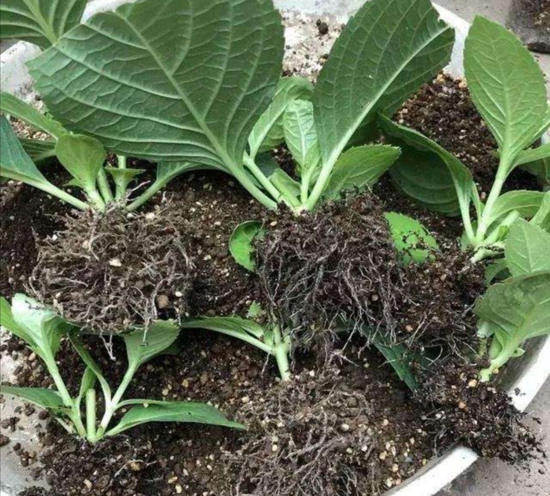 绣球花扦插很简单,掌握好几个要点,生根快,成活率高