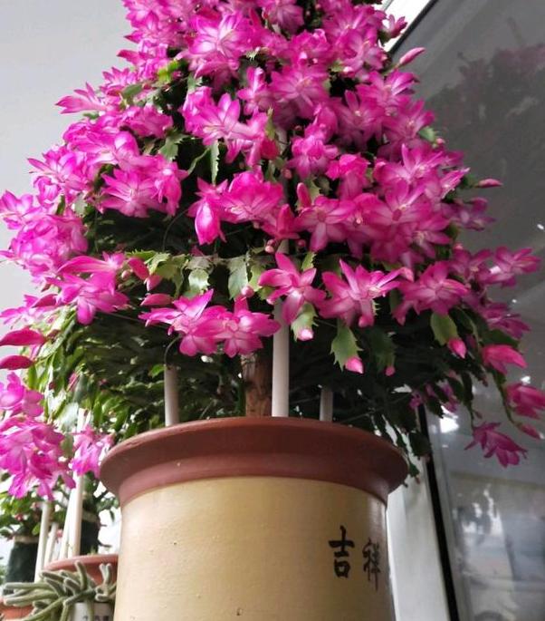 嫁接蟹爪兰该注意什么多了解3个问题植株年年开成花树