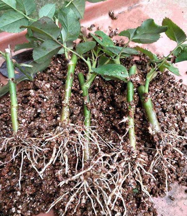 扦插月季难题多,成功率低?选对介质事半功倍,1个月就生根|月季|枝条|