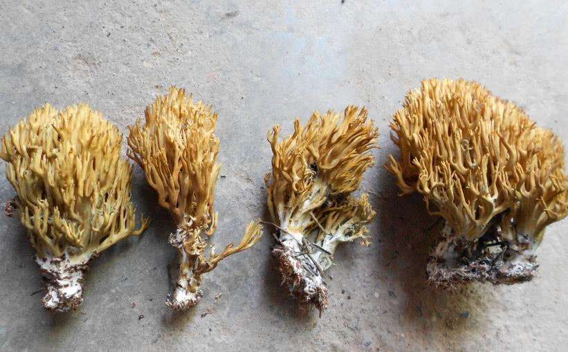 黑龙须菌属于原始地衣类植物,在神农架保护极为罕见,因此人们才会以为