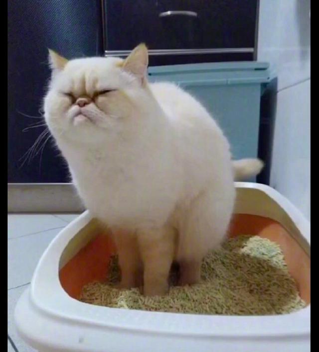 猫咪蹲在猫砂盆里好久一副用尽全力拉的便秘表情我忍不住笑了