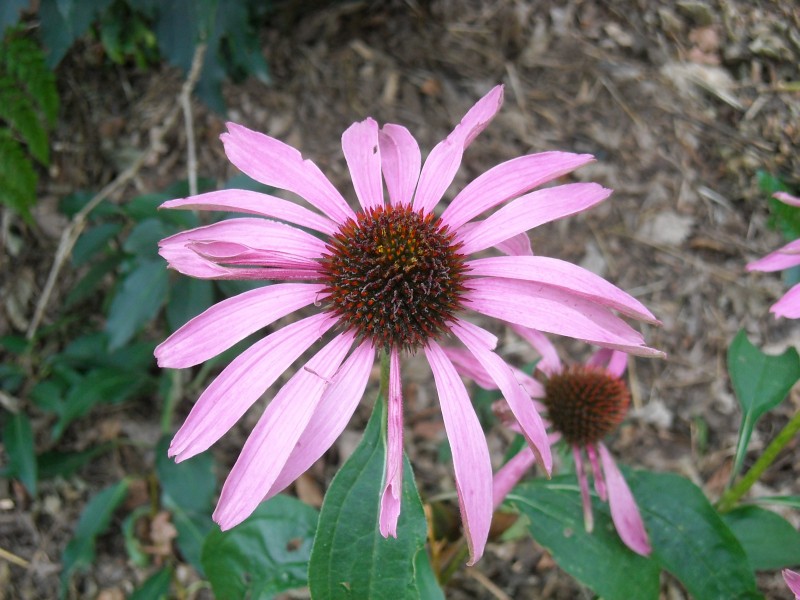 5月开始财运将至好运不停横财天降赚钱多多的三大属相