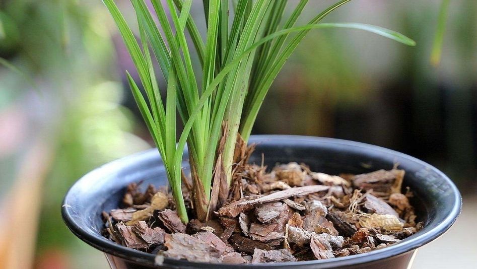 兰花植料可以用腐熟的松树皮,花生壳,松针,煤渣,蛭石等混合均匀使用.