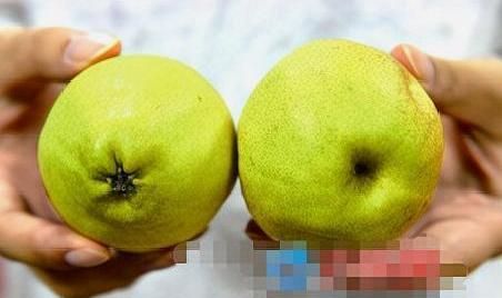 网上说的公,母梨其实是宿萼果和脱萼果,宿萼果是不正常的果实,吃起来