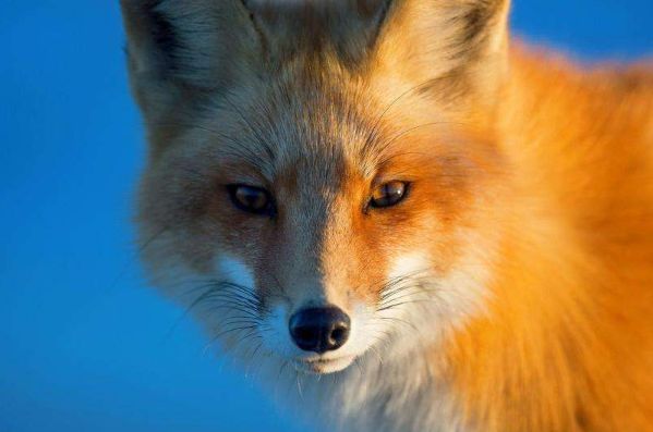 三个狐狸的眼睛,哪一个能魅惑人心?测你今生有多少暗恋者