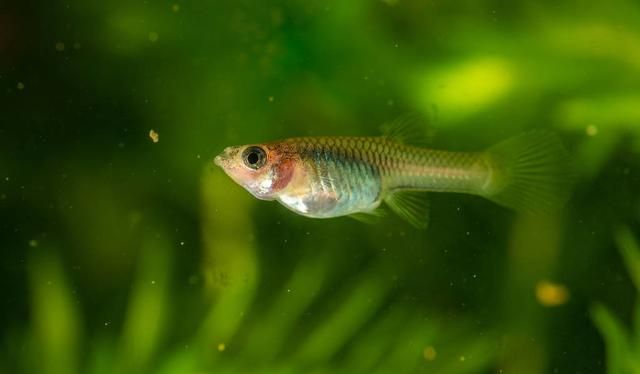 孔雀鱼针尾病是寄生虫病,了解针尾病的防治方法