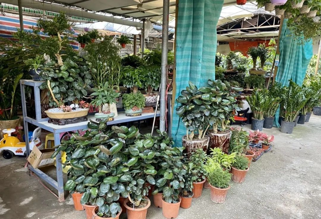 汕头人民广场清拆临时花木市场,提升城市环境品质