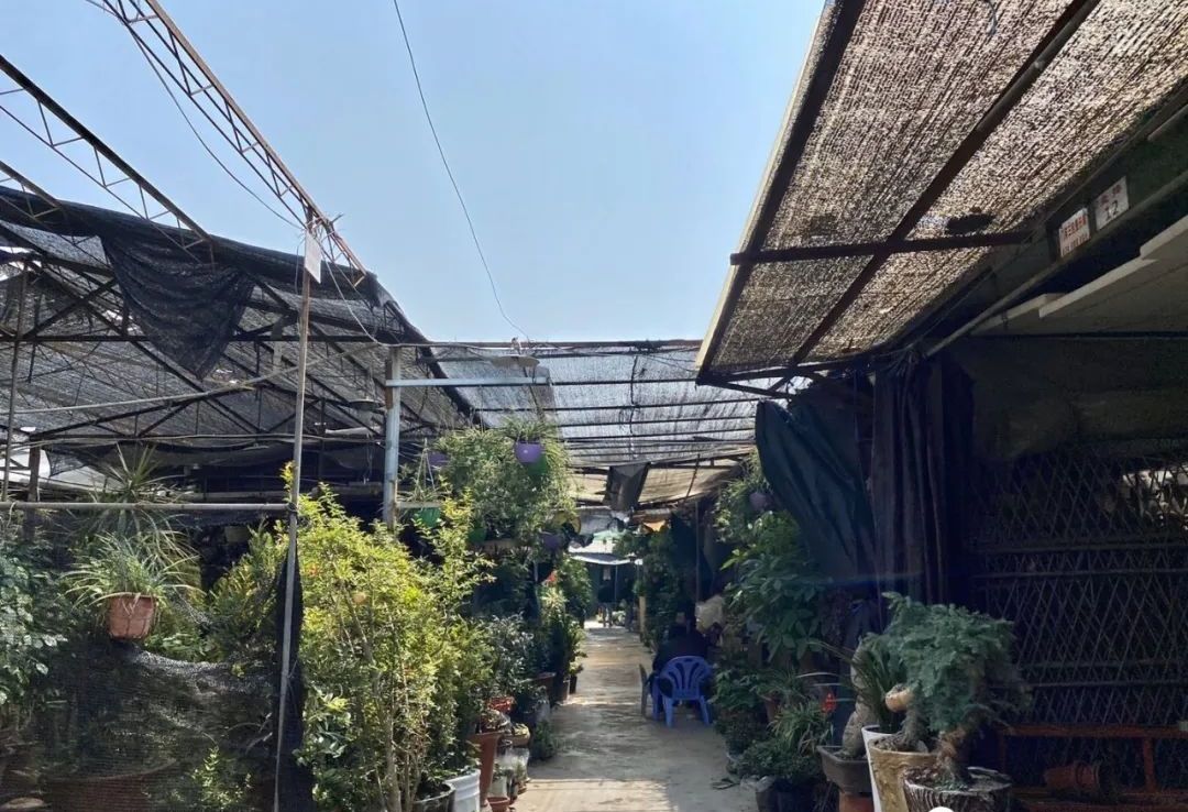 汕头人民广场清拆临时花木市场,提升城市环境品质