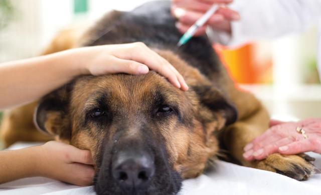 搜救犬排队打疫苗,看到医生那一刻,狗子们的反应太搞笑了