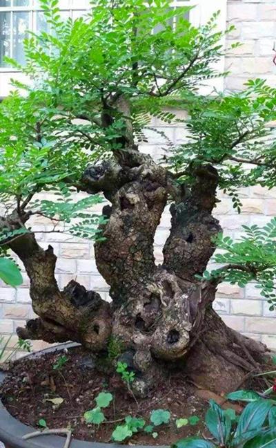 清香木花如其名叶子散发淡淡幽香养成盆景价值更高