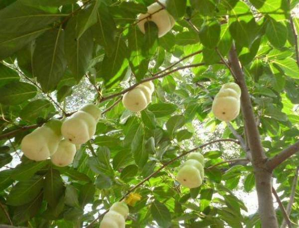 难怪孙悟空要推倒人参果树你看他用火眼金睛看透了啥秘密