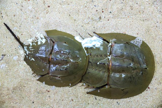 在地球活了4亿年,唯一的"蓝血"生物被逼灭绝,人类脱不开关系|鲎鱼|鲎