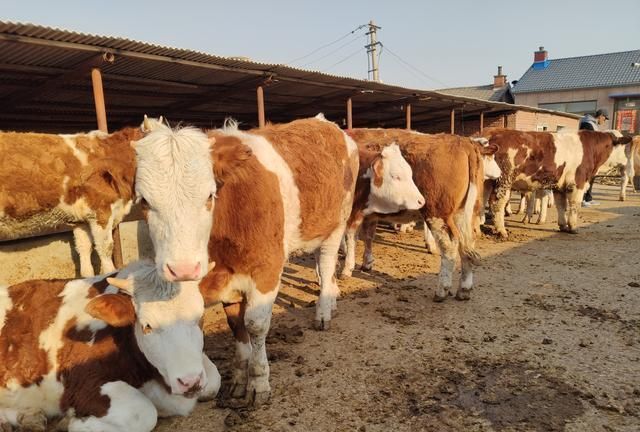 进入5月牛的行情怎么样?很多想养牛的人还在观望想抓牛不敢伸手