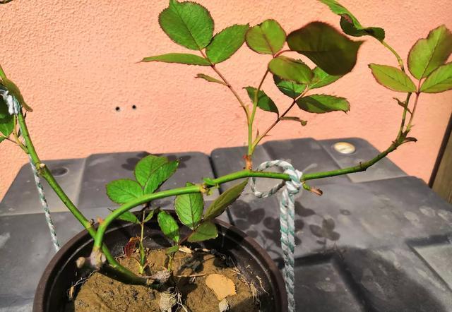 月季压条可促进新笋生长,月季如何压条?