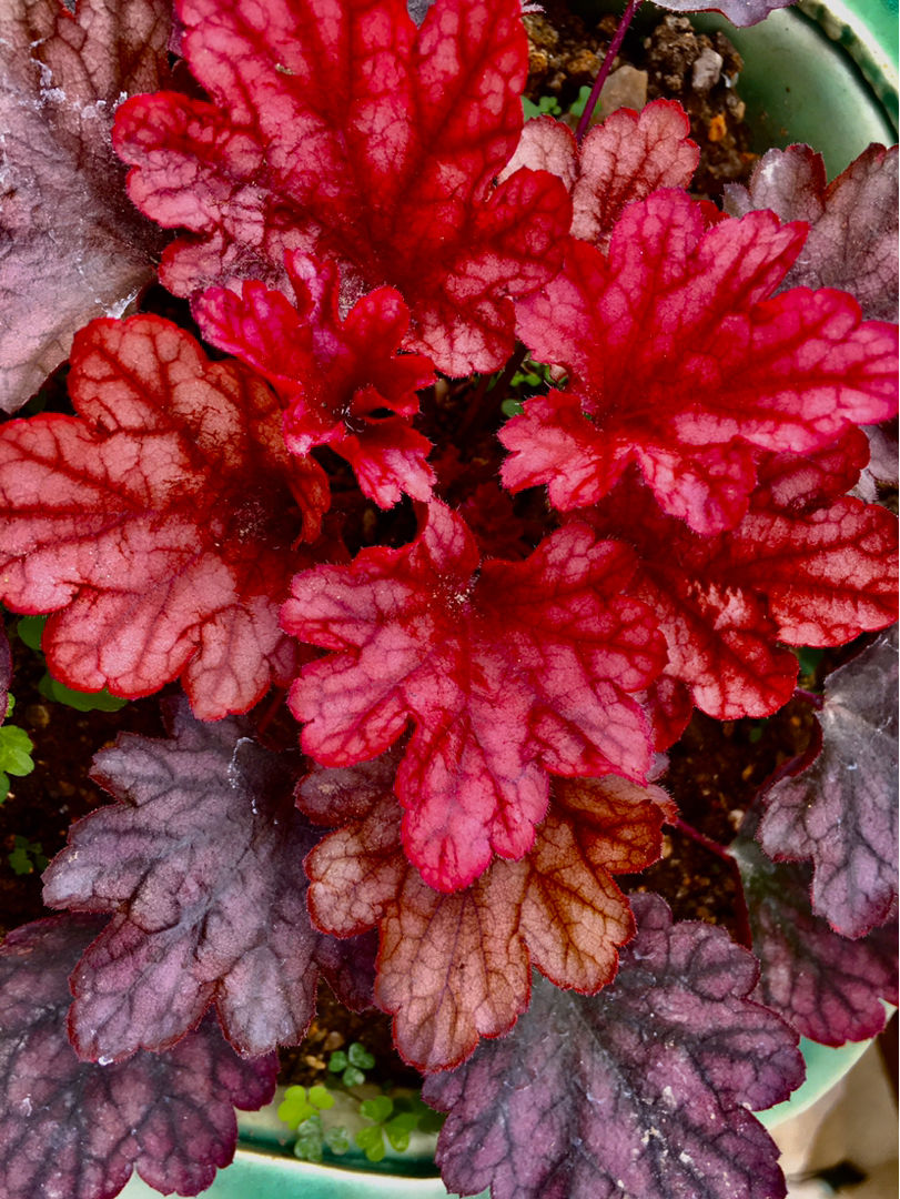 4种耐阴的大叶子花,家里养一盆,没光也能嗖嗖长