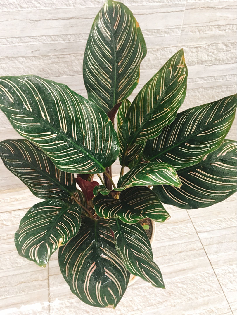 4种耐阴的大叶子花,家里养一盆,没光也能嗖嗖长