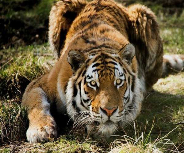 属虎人若出生在这几年,注定是"王者"之虎,富贵无忧腰缠万贯!|富贵|肖