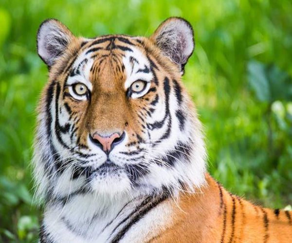 属虎人若出生在这几年,注定是"王者"之虎,富贵无忧腰缠万贯!|富贵|肖