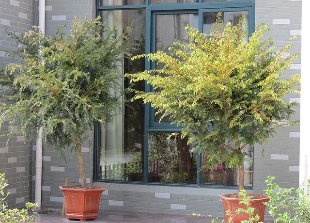 庭院十大吉祥之树(庭院十大吉祥之树北方)