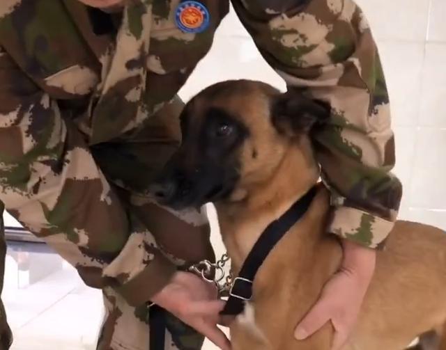 搜救犬排队打疫苗,看到医生那一刻,狗子们的反应太搞笑了