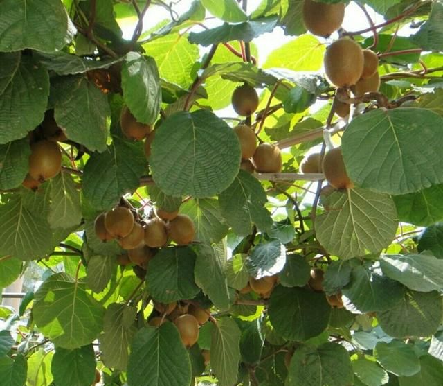 在家中栽植猕猴桃，一定要一公一母才能结出果子|猕猴桃|雌雄|植株_新浪新闻