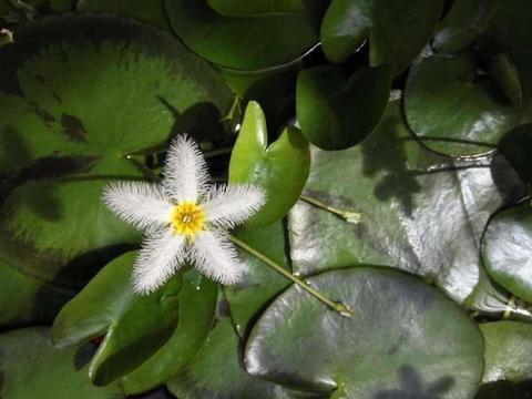 一片叶子开出一株花,颜值高的一叶莲,给水就能活|叶莲|花朵|水培_新浪新闻