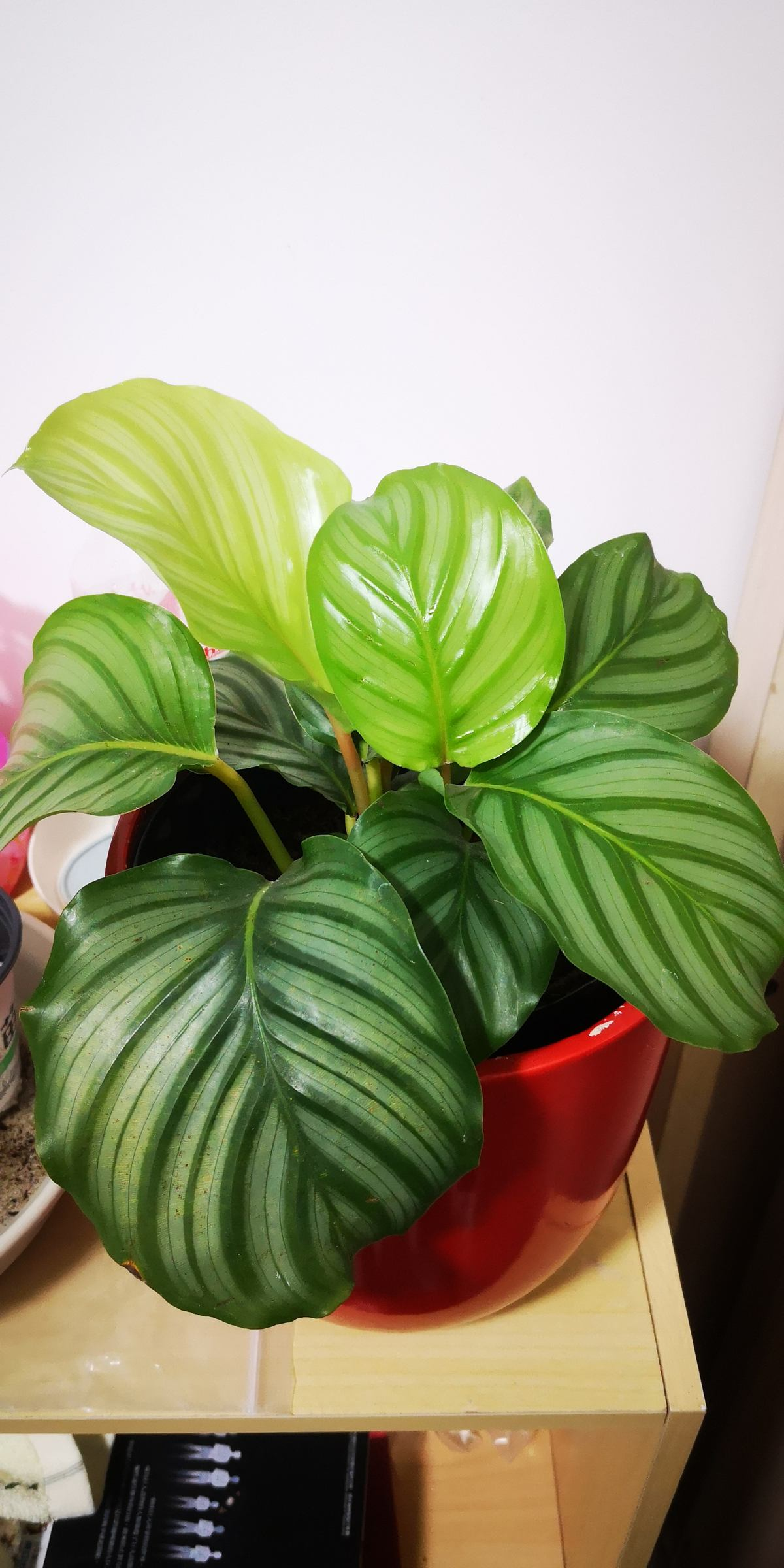 4种耐阴的大叶子花,家里养一盆,没光也能嗖嗖长