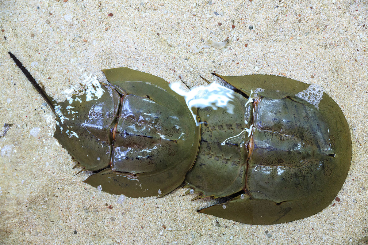 在地球活了4亿年唯一的蓝血生物被逼灭绝人类脱不开关系
