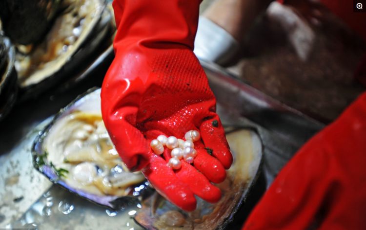 大街上现场开蚌取珍珠,一只蚌售价30元,3只蚌可做一条项链