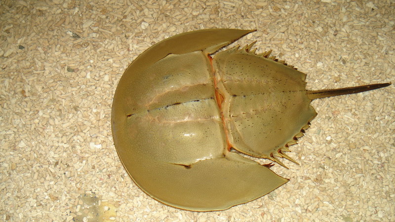 在地球活了4亿年,唯一的"蓝血"生物被逼灭绝,人类脱不开关系|鲎鱼|鲎