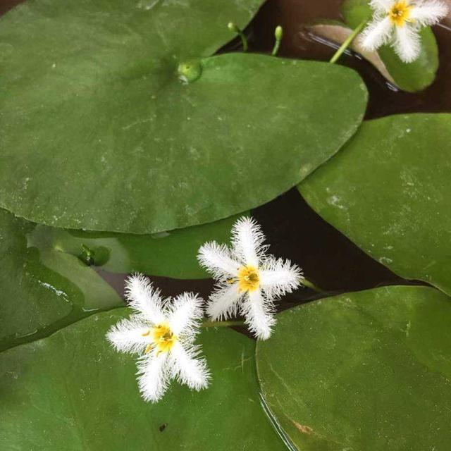 一片叶子开出一株花,颜值高的一叶莲,给水就能活