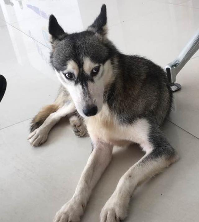 哈士奇和土狗生下的串串狗,狗舍老板看后眼睛发亮,出价一万!