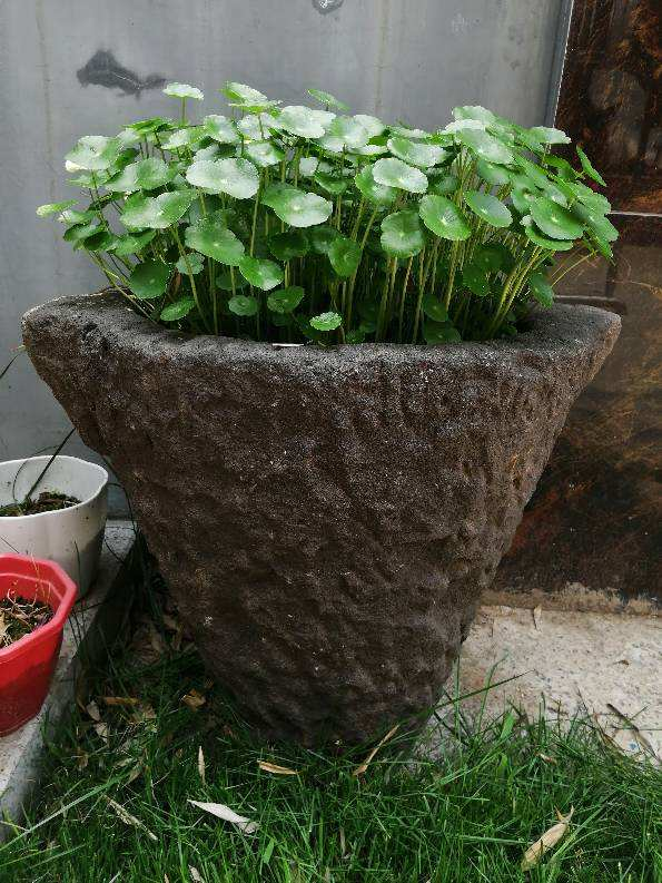 农村常见的大水缸,拿来养这6种花,缸缸爆满花