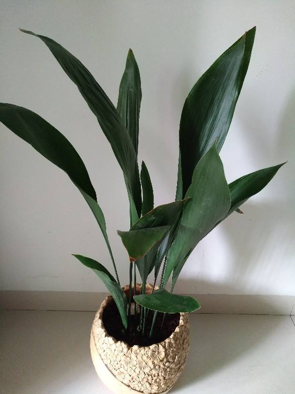 4种耐阴的大叶子花,家里养一盆,没光也能嗖嗖长