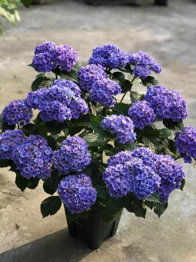 一朵绣球花好多颜色原来是热门品种今年夏天不养还要等一年