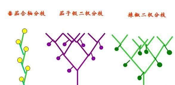 种植茄子，双干整枝还是四干整枝？掌握这些技巧|茄子|侧枝|植株_新浪新闻