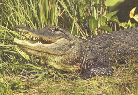 世界上最温顺的鳄鱼堪称活化石在地球上生活了近两亿年