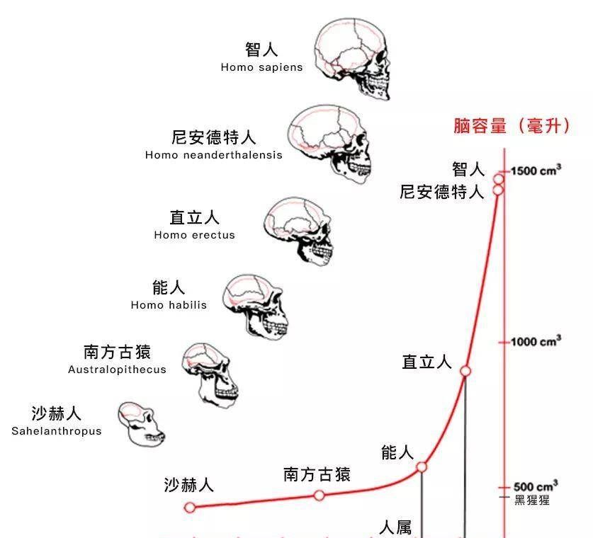 亚洲人非洲人以及欧洲人为什么会同时从猿演化成人