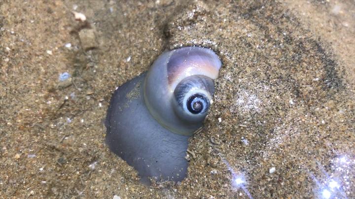 小斗晚上赶海找鸡屎螺,比猫眼螺还要好吃,大雪话头有鸡屎味?