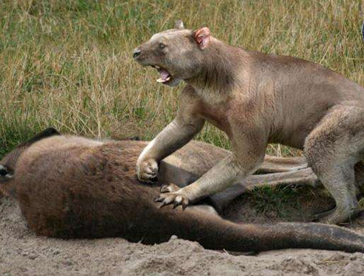 唯一与现代狮子相似的便是其顶级的狩猎能力与撕咬猎物的裂齿.