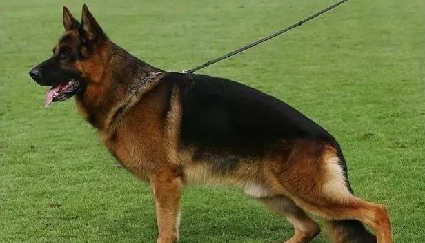 弓背和平背的德国牧羊犬哪一个是你心中的男神