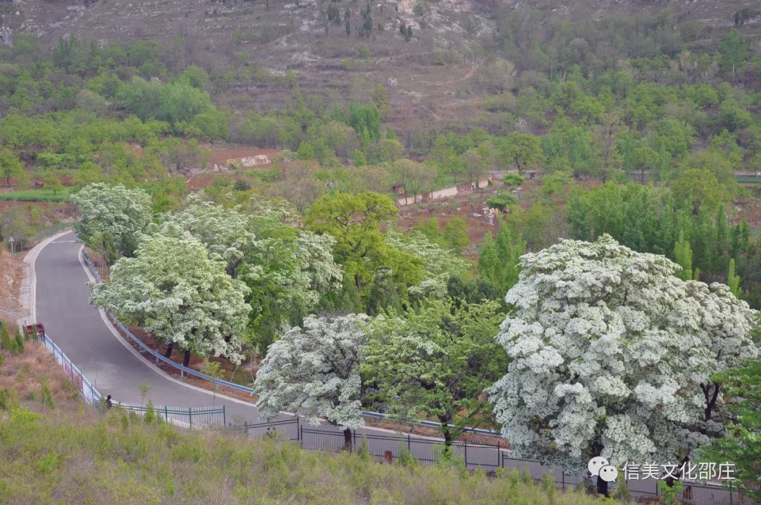 青州|流苏|流苏树_新浪网