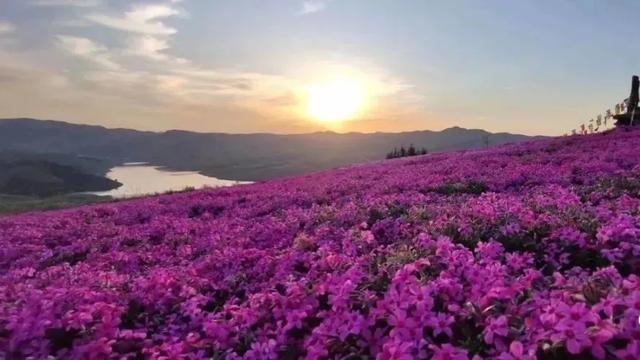 地表最美！比樱花还浪漫！爆火全网的芝樱花海咱山东也有！