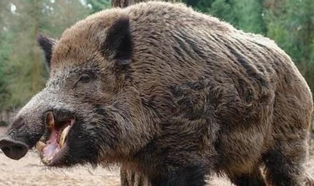 300斤大野猪突然蹿出,女子躲闪不及遭撕咬