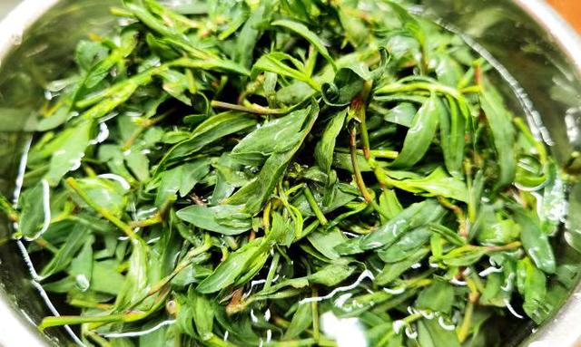 正文 在众多的野菜之中,我家比较喜欢吃的是扁竹草,学名:扁蓄,是一种