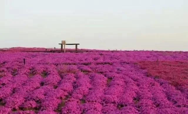 地表最美！比樱花还浪漫！爆火全网的芝樱花海咱山东也有！