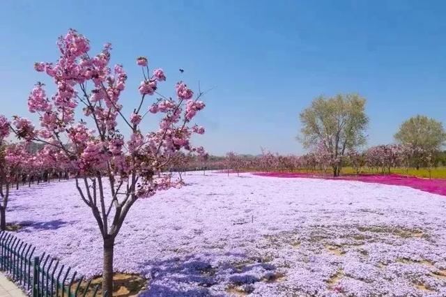 地表最美！比樱花还浪漫！爆火全网的芝樱花海咱山东也有！