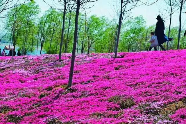 地表最美！比樱花还浪漫！爆火全网的芝樱花海咱山东也有！