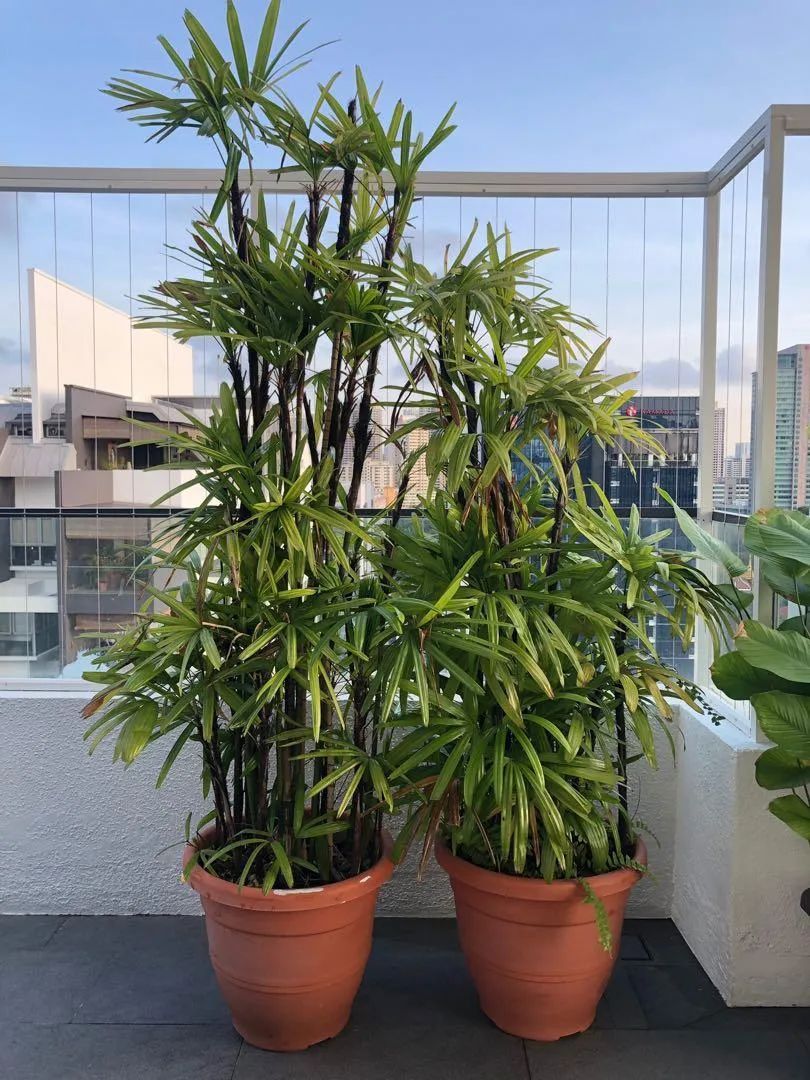 适合养小盆里的棕榈植物,具热带风情的棕竹,可增加室内氧气含量